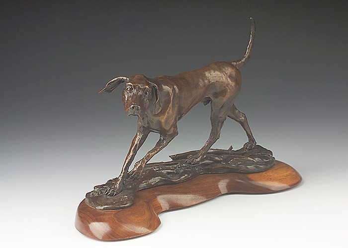 American Foxhound