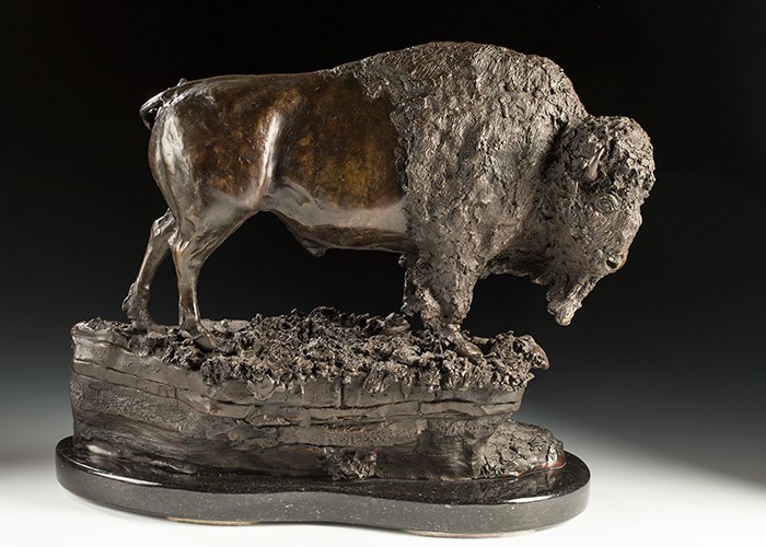 Veteran Bull Bison