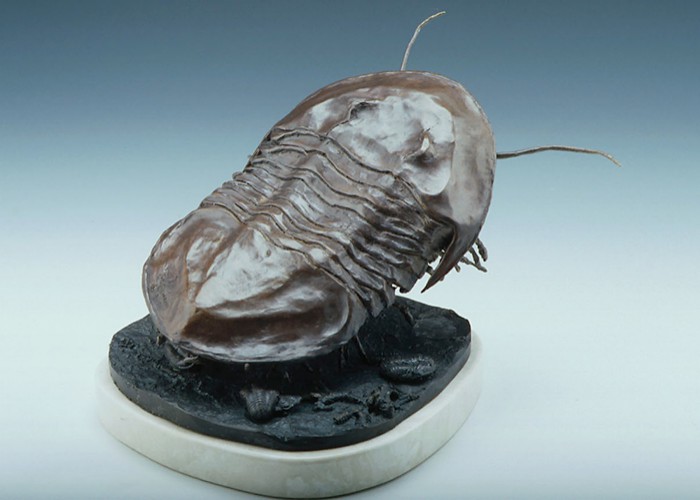Isotelus Maximus Trilobite
