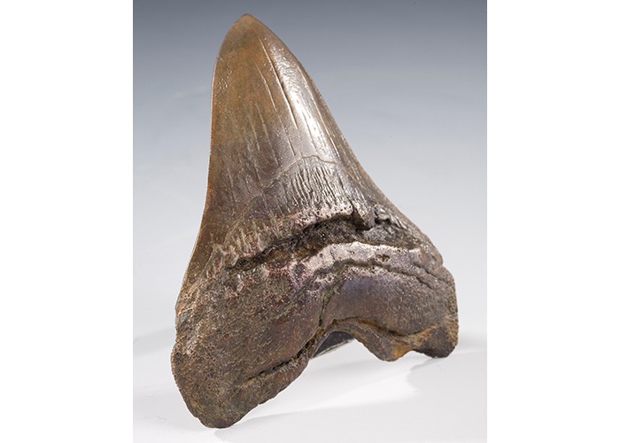 Megaloden Tooth Bronze Sculpture