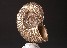 Ammonite Shellcast bronze sculpture on alabaster base