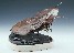 fIsotelus-maximus,-cast-bronze-on-limestone-base,-side-view
