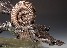 Mesozoic Ammonites cast bronze sculpture on green marble base