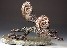 Mesozoic Ammonites bronze  sculpture art