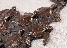 Mass hatching of baby sea turtles cast bronze sculpture