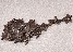 Race to the Sea mass hatching of baby sea turtles cast bronze